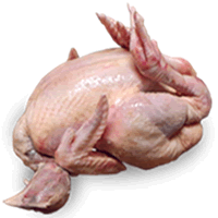 AYAM BERSIH - STANDARD