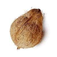 KELAPA BIJI