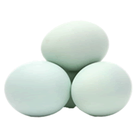 TELUR ITIK