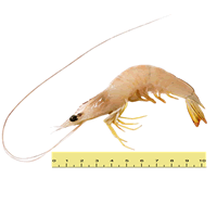 UDANG PUTIH BESAR/BANANA PRAWN (BERAT ANTARA 41 EKOR HINGGA 60 EKOR SEKILOGRAM)