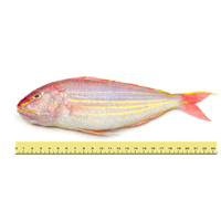 IKAN KERISI (ANTARA 5 HINGGA 10 EKOR SEKILOGRAM)