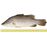 IKAN SIAKAP (ANTARA 2 HINGGA 4 EKOR SEKILOGRAM)