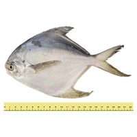 IKAN BAWAL PUTIH (ANTARA 2 HINGGA 5 EKOR SEKILOGRAM)