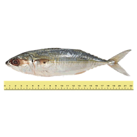 IKAN KEMBUNG (ANTARA 8 HINGGA 12 EKOR SEKILOGRAM)