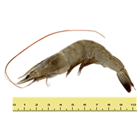 UDANG PUTIH/VANNAMEI (TERNAK) (ANTARA 41 HINGGA 60 EKOR SEKILOGRAM)