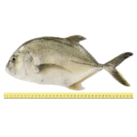 IKAN DEMUDUK/CUPAK/CERMIN (b	$ 3 EKOR SEKILOGRAM)