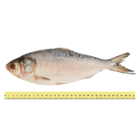 IKAN TERUBOK (b	$ 4 EKOR SEKILOGRAM)