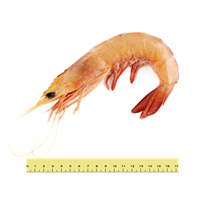 UDANG PUTIH BESAR (ANTARA 20 HINGGA 30 EKOR SEKILOGRAM)
