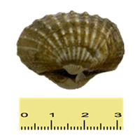 KERANG (SAIZ SEDERHANA)