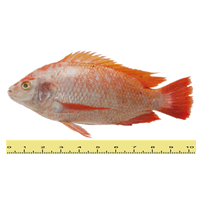 IKAN TILAPIA MERAH (ANTARA 2 HINGGA 5 EKOR SEKILOGRAM)