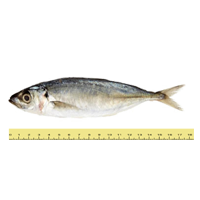 IKAN SELAYANG/SARDIN (ANTARA 8-12 EKOR SEKILOGRAM)