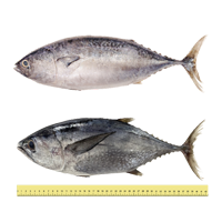 IKAN TONGKOL/AYA/KAYU HITAM/PUTIH (ANTARA 1 HINGGA 2 EKOR SEKILOGRAM)