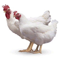AYAM HIDUP