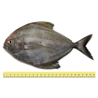 IKAN BAWAL HITAM (ANTARA 2 HINGGA 5 EKOR SEKILOGRAM)