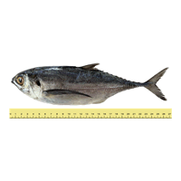 IKAN CENCARU (ANTARA 4 HINGGA 6 EKOR SEKILOGRAM)