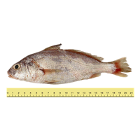 IKAN GELAMA (ANTARA 5 HINGGA 10 EKOR SEKILOGRAM)