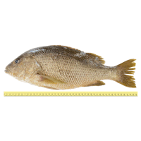 IKAN JENAHAK (b	% 1 KILOGRAM SEEKOR)