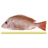 IKAN MERAH (b	% 1 KILOGRAM SEEKOR)