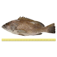 IKAN KERAPU (ANTARA 2 HINGGA 5 EKOR SEKILOGRAM)