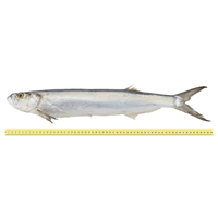 IKAN PARANG (ANTARA 1 HINGGA 3 EKOR SEKILOGRAM)