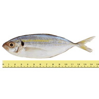 IKAN SELAR KUNING (b	% 11 EKOR SEKILOGRAM)