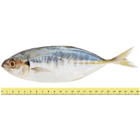 IKAN SELAR PELATA (≤ 7 EKOR SEKILOGRAM)