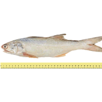 IKAN SENANGIN (ANTARA 2 HINGGA 8 EKOR SEKILOGRAM)