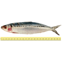 IKAN TAMBAN BELURU (ANTARA 10 HINGGA 19 EKOR SEKILOGRAM)