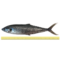 IKAN TENGGIRI PAPAN (ANTARA 1 HINGGA 2 EKOR SEKILOGRAM)