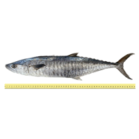 IKAN TENGGIRI BATANG (ANTARA 1 HINGGA 2 EKOR SEKILOGRAM)