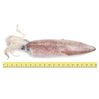 SOTONG (≥ 6 EKOR SEKILOGRAM)