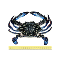 KETAM RENJONG/BUNGA (ANTARA 5 HINGGA 8 EKOR SEKILOGRAM)