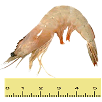 UDANG PUTIH KECIL (b	% 61 EKOR SEKILOGRAM)