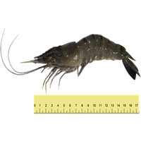 UDANG HARIMAU (ANTARA 20 HINGGA 30 EKOR SEKILOGRAM)