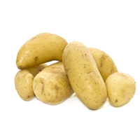 UBI KENTANG HOLLAND
