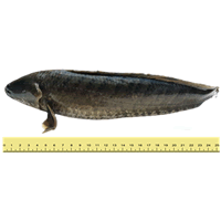 IKAN HARUAN (ANTARA 2 HINGGA 5 EKOR SEKILOGRAM)