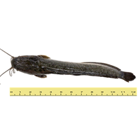 IKAN KELI (ANTARA 2 HINGGA 5 EKOR SEKILOGRAM)